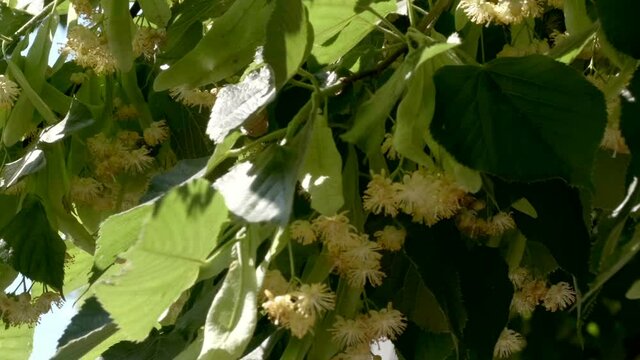 Beautiful natural plant video background close-up flowering linden tree using camera movement and image scaling