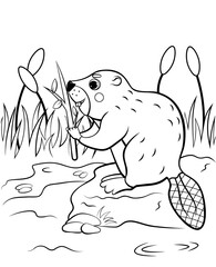 Coloring page outline of cute cartoon beaver with a branch in the reeds. Vector image with nature background. Coloring book of forest wild animals for kids
