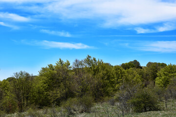 Obraz premium trees and sky