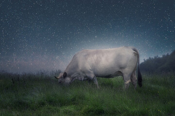 Cow in the field by starry night
