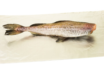 Raw fish hake, pollock on foil on white background.