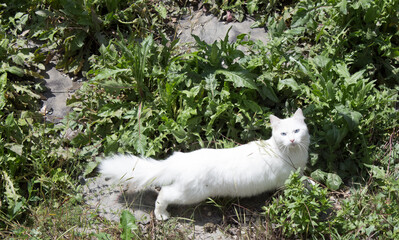 Fluffy white cat with big tail and blue eyes walks in the summer on an abandoned area, looking for mice for breakfast