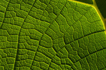 Background of green leaf and vein