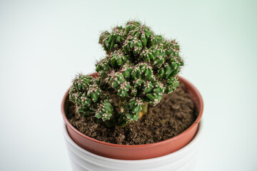 Cactacea en maceta blanca
