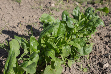  Spinach leaves grow in the garden beds, growing spinach in the garden. Green shoots of young spinach grows in row
