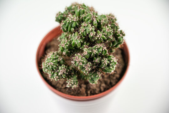 Cactacea en maceta blanca
