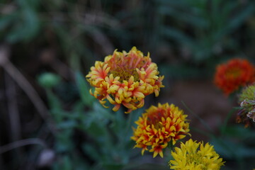 Yellow orange flower 