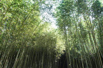 Fototapeta premium Miaoli Scenic Spot, Wugayan Bamboo Forest