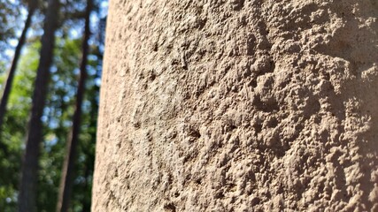 Texture of the pillar in the forest