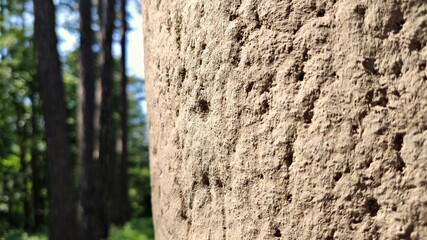 Texture of the pillar in the forest