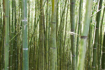 Miaoli Scenic Spot, Wugayan Bamboo Forest