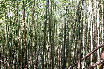 Fototapeta premium Miaoli Scenic Spot, Wugayan Bamboo Forest