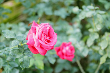 Beautiful colorful pink roses flower in the garden