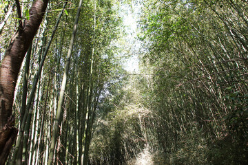 Miaoli Scenic Spot, Wugayan Bamboo Forest