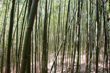Fototapeta premium Miaoli Scenic Spot, Wugayan Bamboo Forest