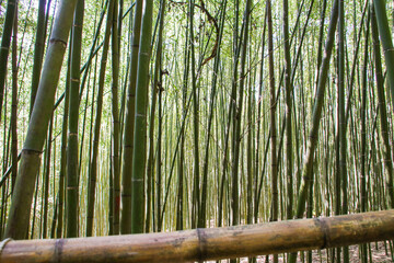 Miaoli Scenic Spot, Wugayan Bamboo Forest