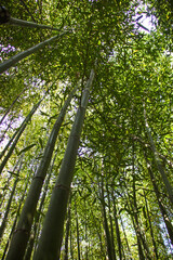 Fototapeta premium Miaoli Scenic Spot, Wugayan Bamboo Forest