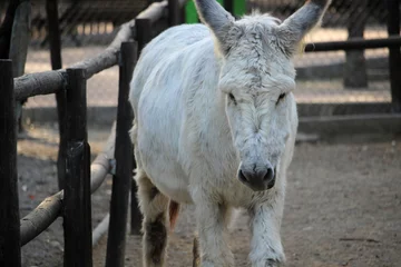 Fotobehang White donkey on a farm © jimenezar