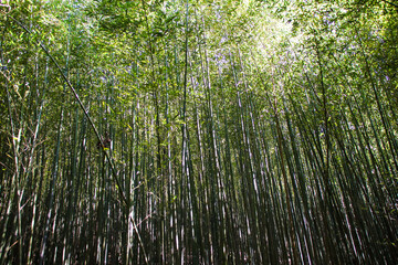 Miaoli Scenic Spot, Wugayan Bamboo Forest