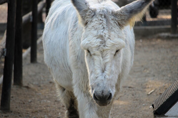 Obraz premium White donkey on a farm