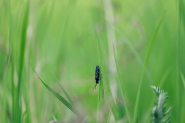 Bug on a green grass