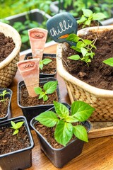 Growing chili peppers. The gardener bets chili. Pepper seedlings growing in black clay. Housework in the garden. Growing vegetables.