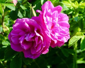 A close view on the beautiful pink flowers in the garden.