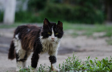 Yard cat is sitting on the street. Street cat.