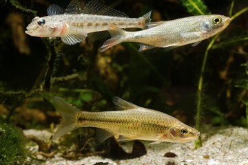 stone moroko or topmouth gudgeon, monkey goby and juvenile common rudd, omnivore freshwater fishes in biotope aquarium, endemic and highly adaptable invasive species in European river