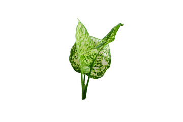 Obraz premium Green leaves isolated on a white background.