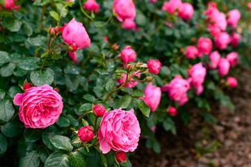 Lots of pink roses with lush green leaves. Blurred background.