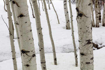 aspen trees in snow