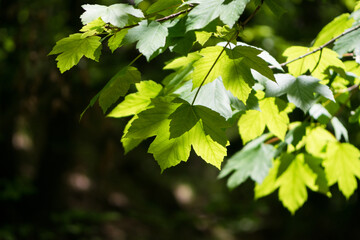 Fototapeta premium Green maple leaves in the sunshine
