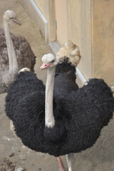 旭山動物園　ダチョウ