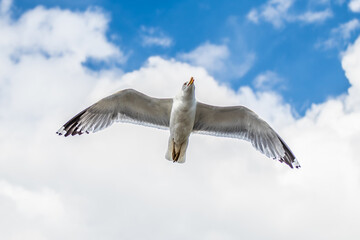 Seagull in flight against the sky. (Larus cachinnans pontisus) on Galati, Romania