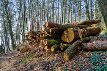 Large cut down trees laying on the ground in a forest