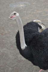 旭山動物園　ダチョウ