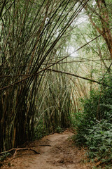 footpath in the forest