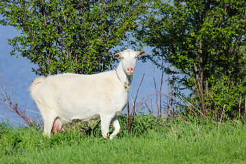 a white goat with a beard grazes on the green grass in the Kuban expanses
