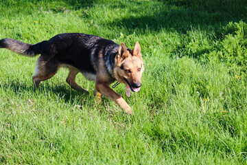 The German shepherd is universal. It can equally well serve as a companion dog, guard, protective, detective, service and guard dog.