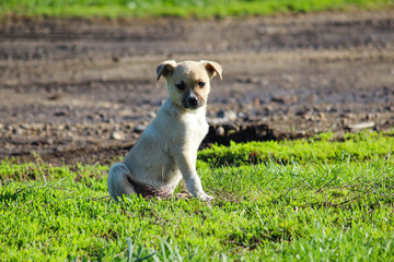 a small beige dog sits on the green grass and looks at the camera