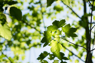 Fototapeta premium Green maple leaves in the sunshine