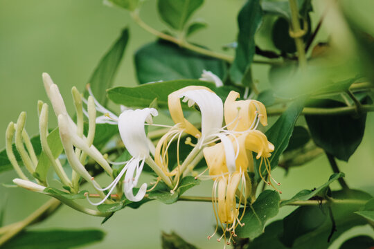 スイカズラ属 のストック写真 ロイヤリティフリーの画像 ベクター イラスト Adobe Stock