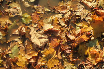 Multi-colored fallen leaves on the ground in the water. Autumn mood.