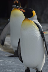 旭山動物園　ペンギン