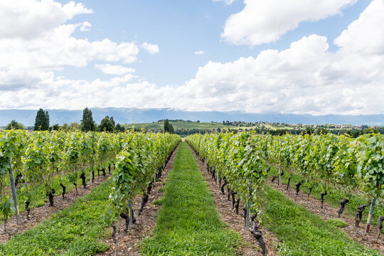 Vignoble avec ciel nuageux