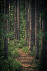 Forest path shallow depth of field