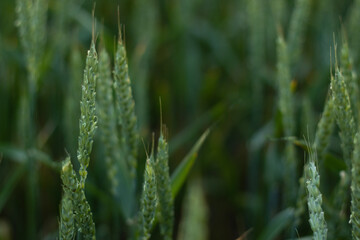 Wild wheat spikelets in field. Beautiful dark green grass, wonderful background. Organic wheat in...