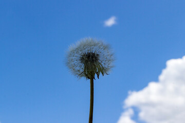 Fototapeta premium Silhouette of a fluffy dandelion close-up on a background of blue sky. One transparent dandelion with seeds, copy space, soft focus.