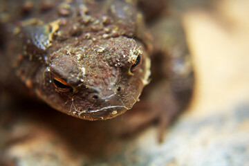 there is a frog hiding in the garden
